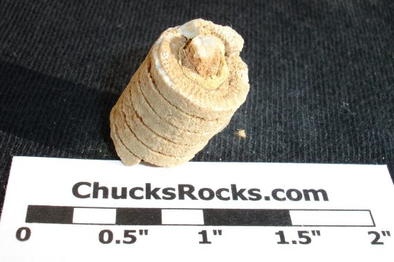 Collection of crinoid pieces