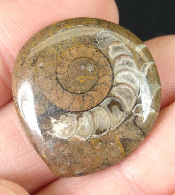Polished Fossil Ammonite