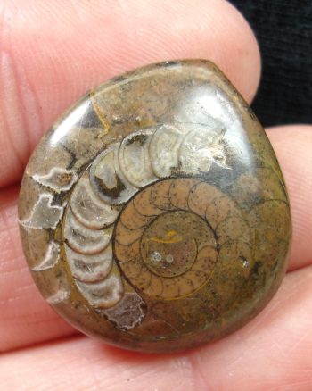 Polished Fossil Ammonite