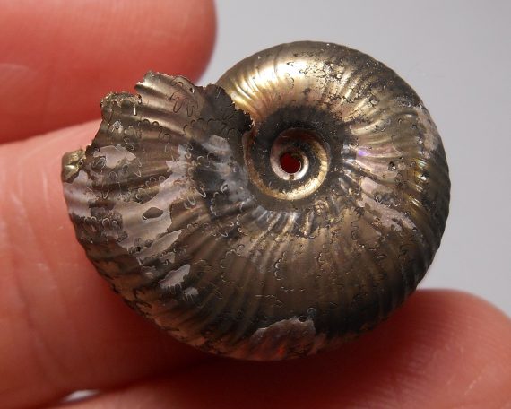Pyritized Ammonite
