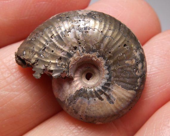 Pyritized ammonite