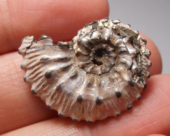 Pyritized ammonite