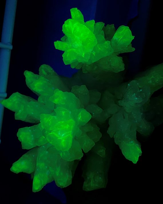 Beautiful calcite specimen, fluoresces bright green